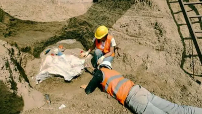 Operarios descubrieron restos de un Perezoso Terrestre Gigante