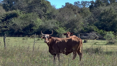 La demora en el OTBN ayudó al avance de especies invasoras