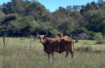 La demora en el OTBN ayudó al  avance de especies invasoras