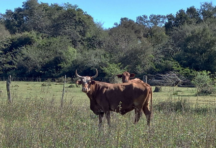 vaca.jpg
