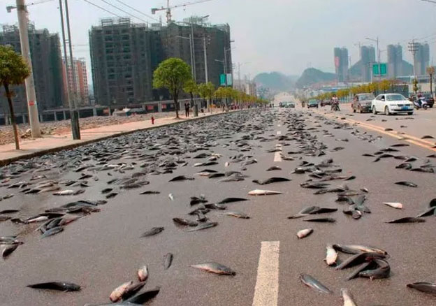 peces.jpg