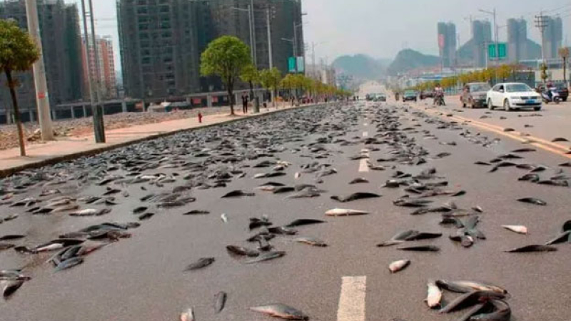 La "lluvia de peces" que sorprendió a una ciudad de Irán