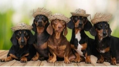 Llega el primer encuentro de perros salchichas del 2024