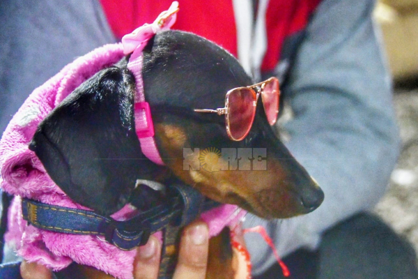 Exitoso primer encuentro de perros salchichas del 2024