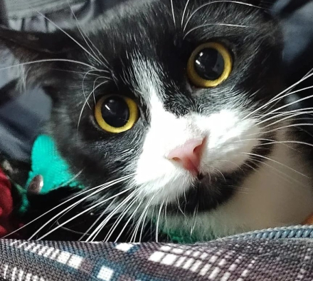 gato.jpg