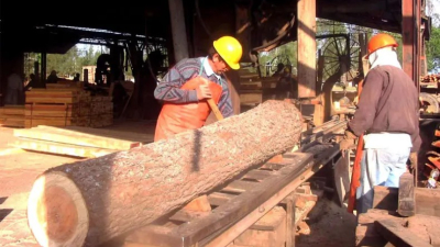 Forestales piden recibir un adicional del valor de la madera