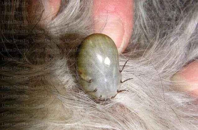 garrapata2.jpg