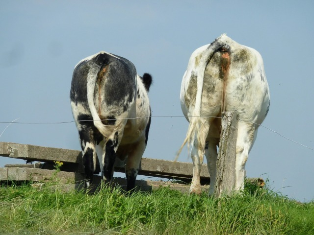 vaca 2.jpg