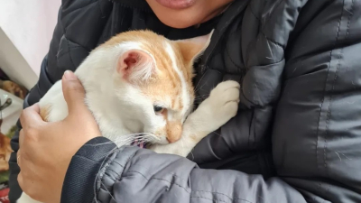 Jornada de castración a bajo costo para gatos