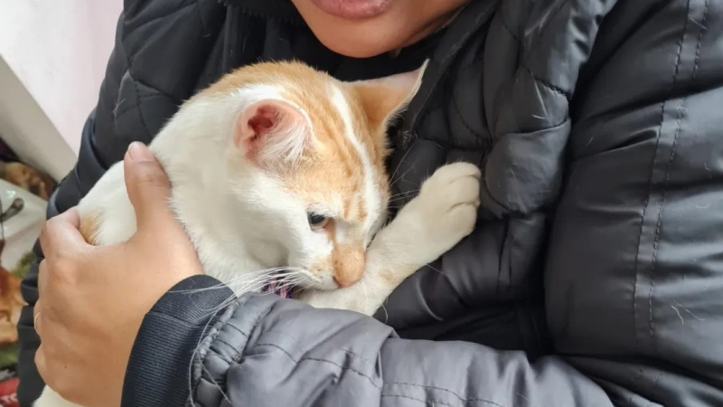 Jornada de castración a bajo costo para gatos