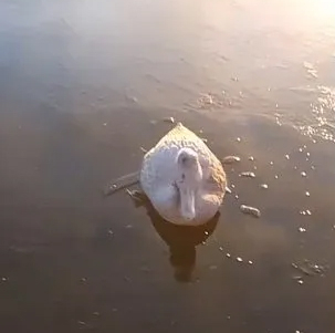 pato.jpg