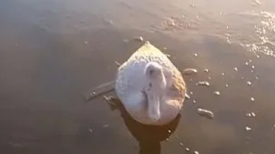 Corrientes: encontraron patos congelados en un tanque de agua en medio del frío polar 