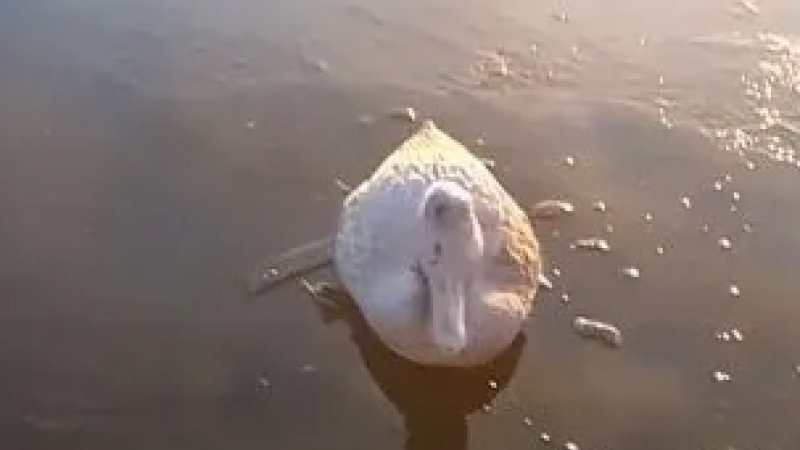 Corrientes: encontraron patos congelados en un tanque de agua en medio del frío polar 