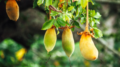 Superalimentos: la fruta con más vitamina que la naranja pero que es difícil de conseguir en Argentina