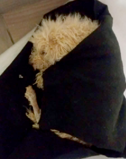 perro2.jpg