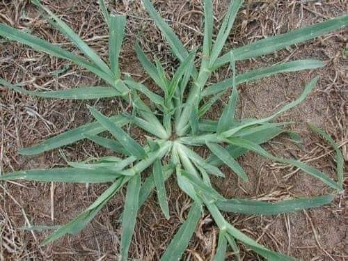 eleusine indica.jpg