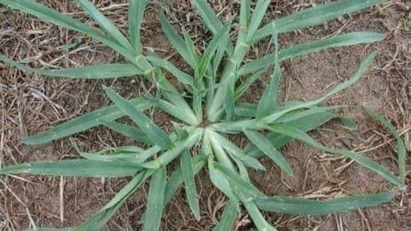 La planta que todos tienen en su patio y que cortan sin saber sus propiedades medicinales