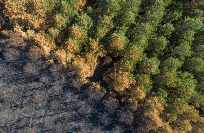 Deforestación y prácticas productivas en el Gran Chaco, a través del BID