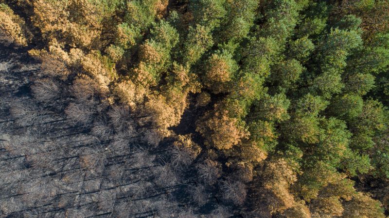 Deforestación y prácticas productivas en el Gran Chaco, a través del BID
