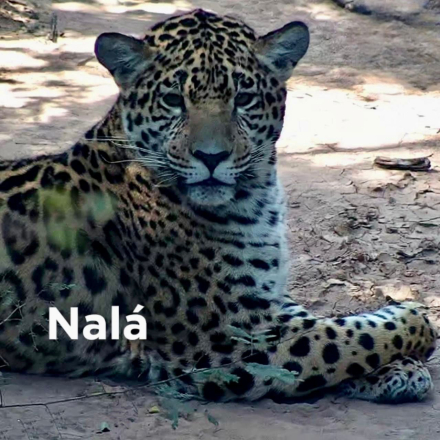Liberación de Nalá en el Parque Nacional El Impenetrable - 11.jpeg