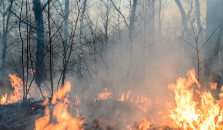 incendios2.jpg