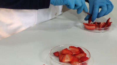 El color de las frutas y hortalizas: del campo a la mesa