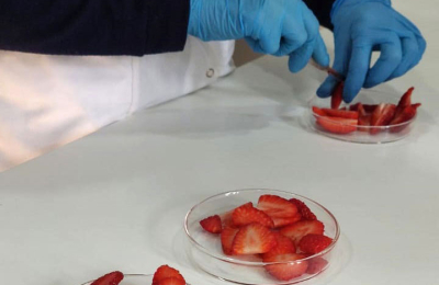 El color de las frutas y hortalizas: del campo a la mesa