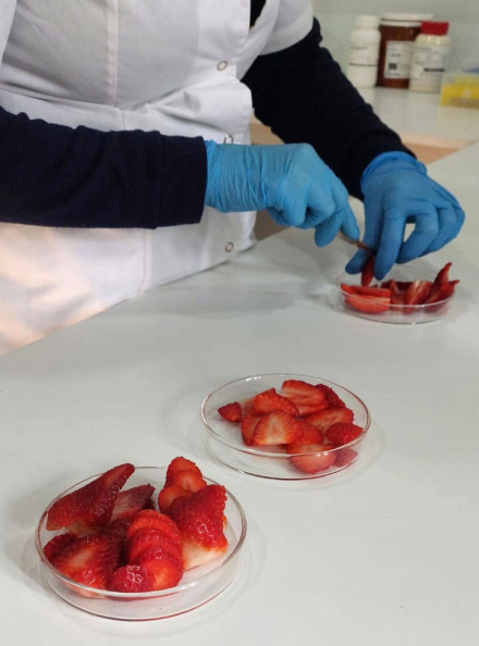frutilla.jpg