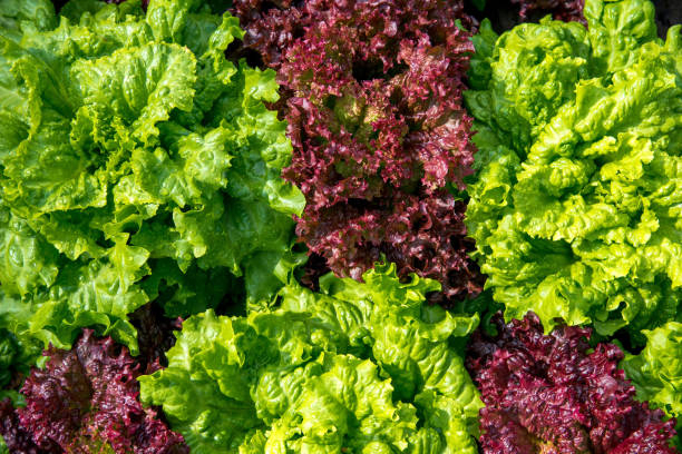 lechuga4.jpg
