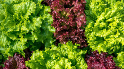 Lechuga: cómo lavarla y guardarla para que se mantega fresca y dure mucho más tiempo