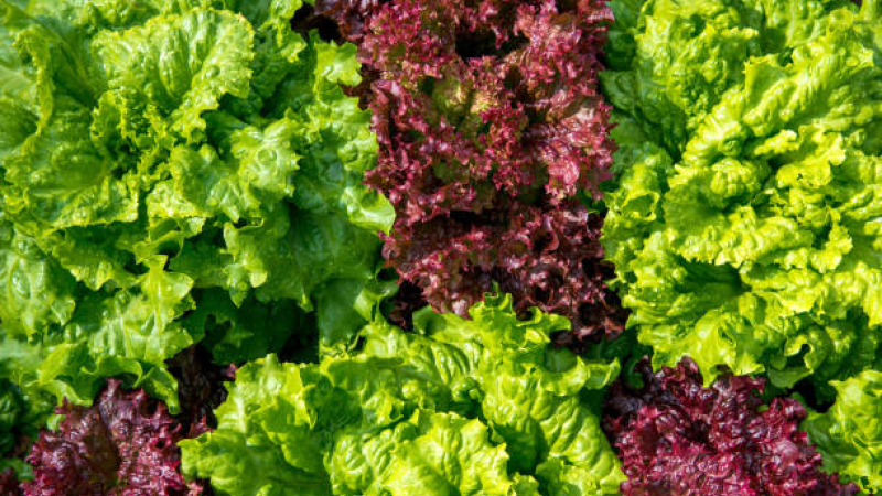 Lechuga: cómo lavarla y guardarla para que se mantega fresca y dure mucho más tiempo