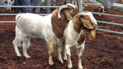 La Fiesta Provincial del Chivo se vivirá a pleno en Pampa del Infierno