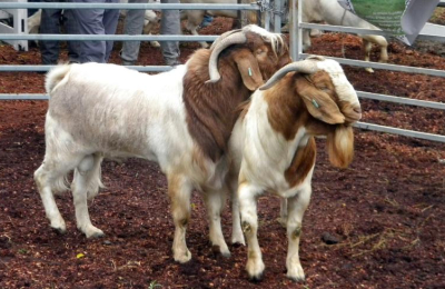 La Fiesta Provincial del Chivo se vivirá a pleno en Pampa del Infierno