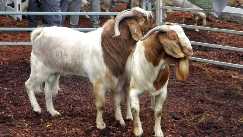 La Fiesta Provincial del Chivo se vivirá a pleno en Pampa del Infierno