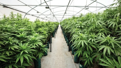 Curso de actualización y perfeccionamiento en el uso de Cannabis Medicinal