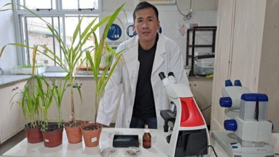 Becario de la Unne identifica causante del tizón foliar del maíz en campos de Chaco y Corrientes