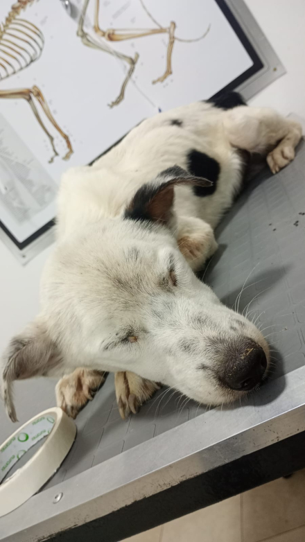 Huesos perro 1.jpg