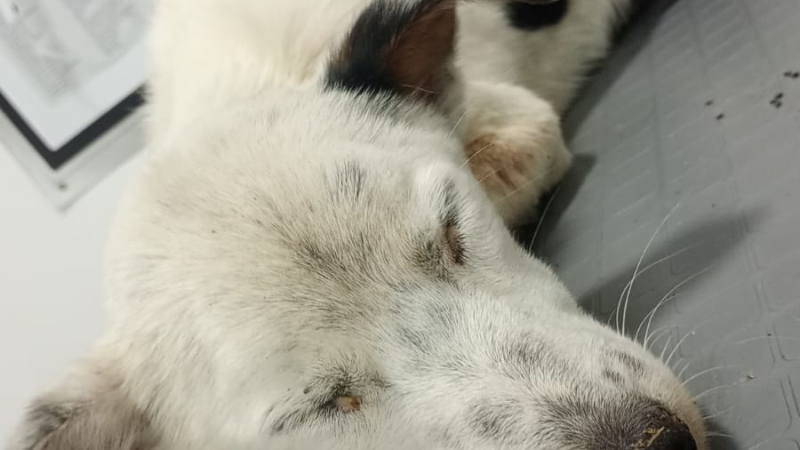 Campaña solidaria para el tratamiento de un perro al que abandonaron