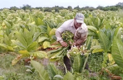 Fue reelecta la presidenta de la Cooperativa Agropecuaria y Tabacalera del Chaco