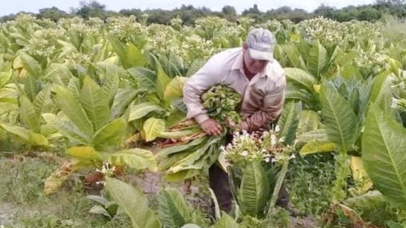 Fue reelecta la presidenta de la Cooperativa Agropecuaria y Tabacalera del Chaco