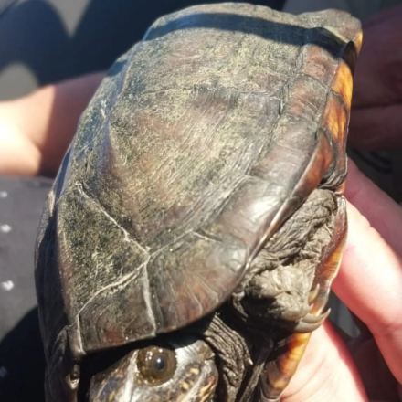 tortuga del barro 2.jpg