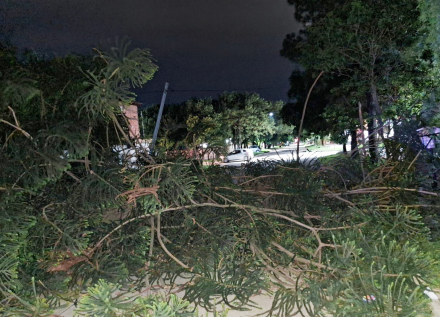 arbol4.jpg