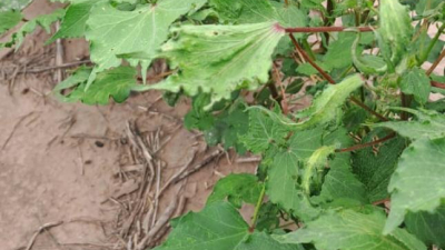 Derivas de hormonales: productor denuncia que le afectaron lote de algodón