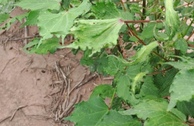 Derivas de hormonales: productor denuncia que le afectaron lote de algodón