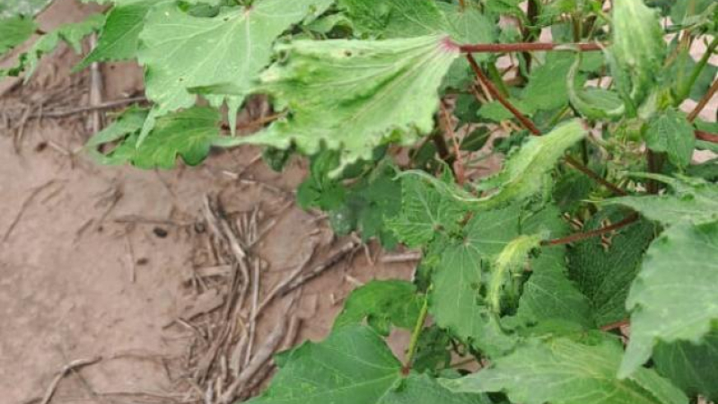 Derivas de hormonales: productor denuncia que le afectaron lote de algodón