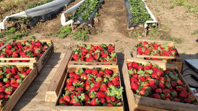 Hacia el año 2025, frutilla con más horticultura