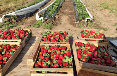 Hacia el año 2025, frutilla con más horticultura