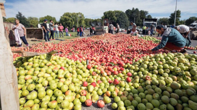 Hay peligro de desperdiciar hasta 100 millones de kilos de fruta