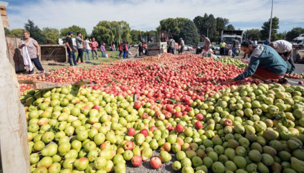 cosecha-rionegro0.jpg