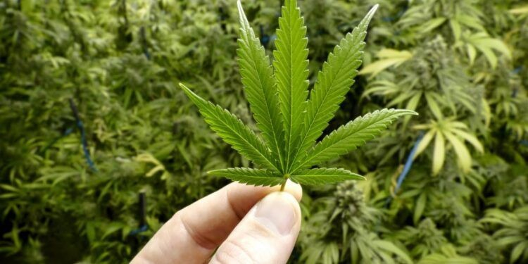 cannabis.jpg